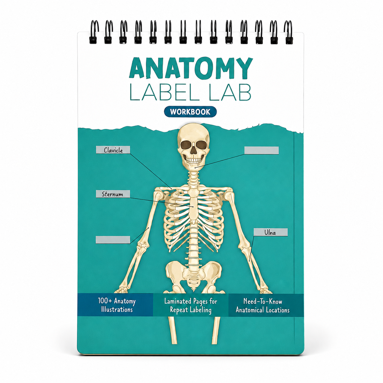 Anatomy Label Lab Workbook – Reusable Anatomy Study Guide