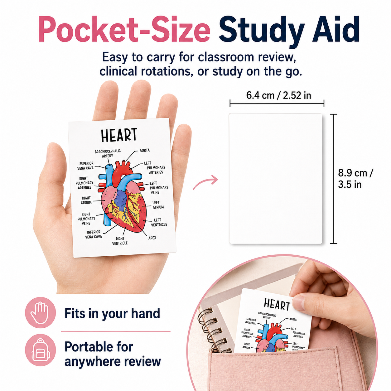 Human Anatomy Flashcards – 30-Piece Visual Study Guide for Medical, Nursing & Anatomy Exam Prep