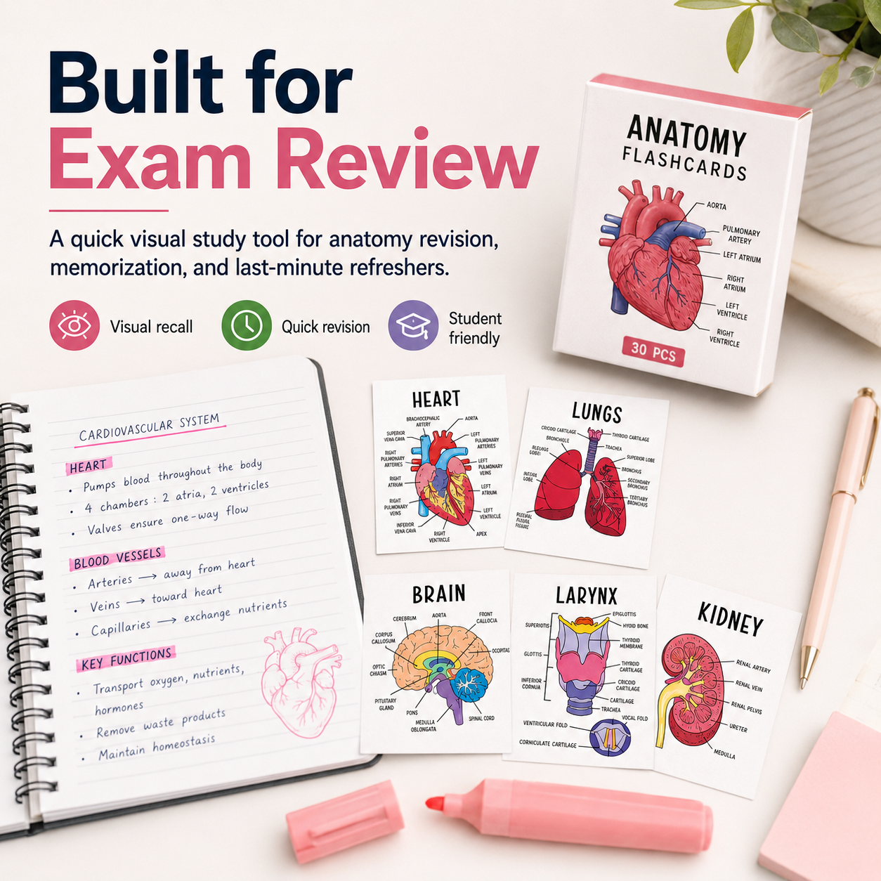 Human Anatomy Flashcards – 30-Piece Visual Study Guide for Medical, Nursing & Anatomy Exam Prep