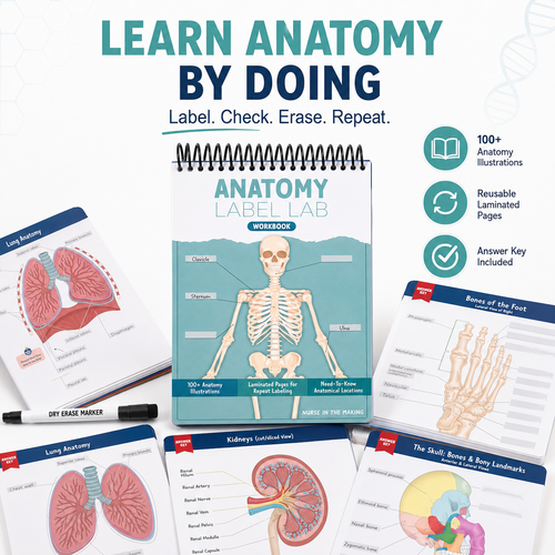 Anatomy Label Lab Workbook – Reusable Anatomy Study Guide