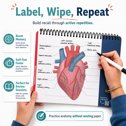 Anatomy Label Lab Workbook – Reusable Anatomy Study Guide