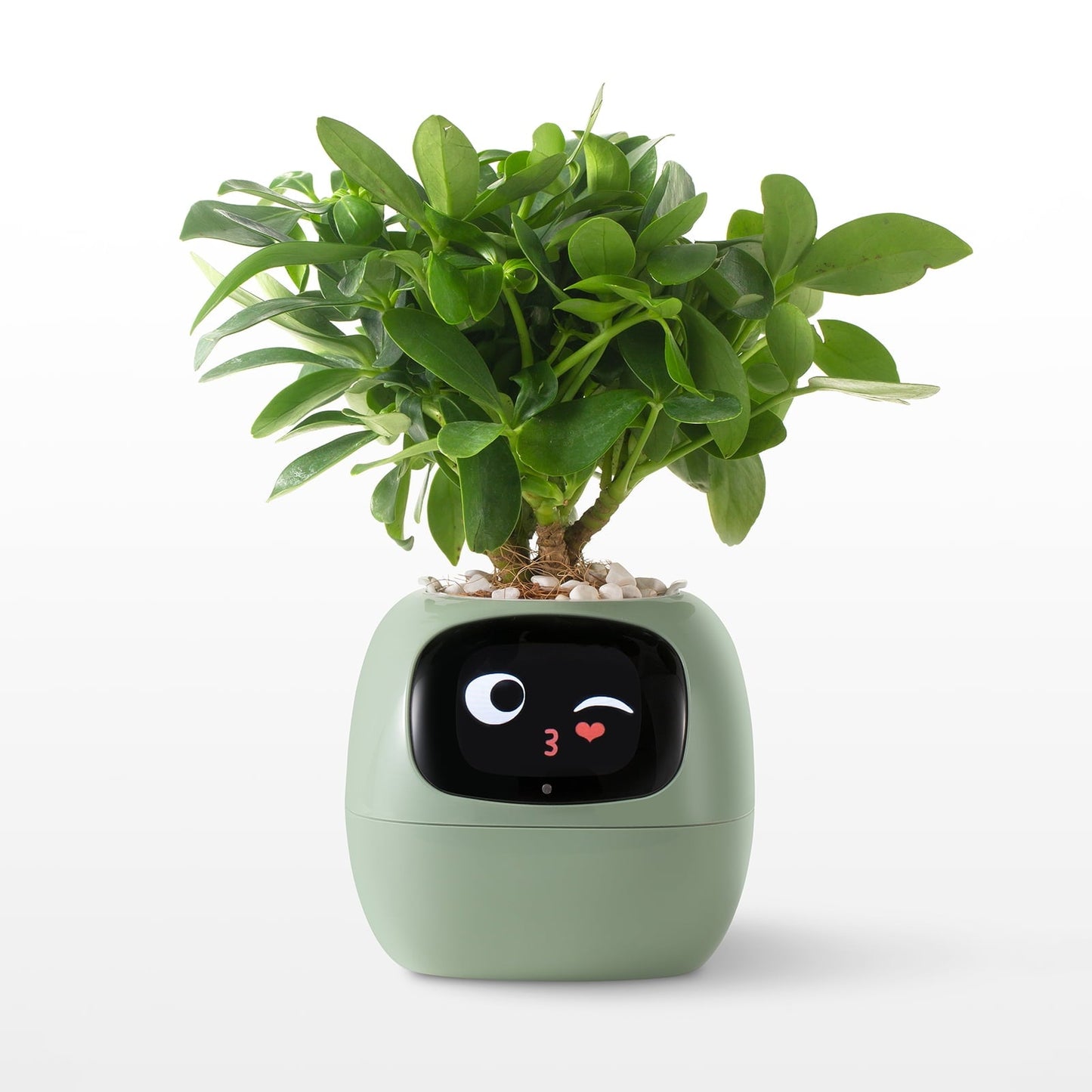 👑Top Trend｜Daily 1000+ Sold｜AI Smart Flowerpot